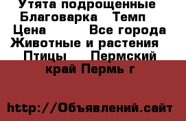 Утята подрощенные “Благоварка“,“Темп“ › Цена ­ 100 - Все города Животные и растения » Птицы   . Пермский край,Пермь г.